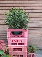 Roze Evian Krat - Kist - Bijzettafel/Krukje, Ophalen of Verzenden, Zo goed als nieuw