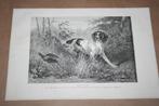 Antieke gravure - Jachthond met fazant - 1885 !!, Ophalen of Verzenden