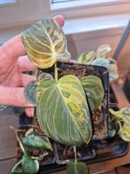 Philodendron Melanochrysum Variegata, Huis en Inrichting, Kamerplanten, Ophalen of Verzenden, Overige soorten, Minder dan 100 cm