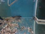 Roodstaartmeerval, rtc, roodstaart meerval, Dieren en Toebehoren, Vissen | Aquariumvissen, Vis, Zoetwatervis