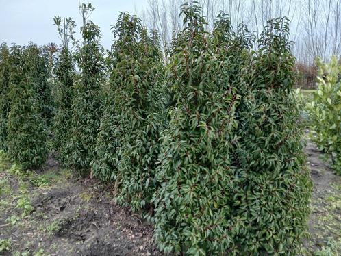 Portugese Laurier,, Tuin en Terras, Planten | Struiken en Hagen, Laurier, 100 tot 250 cm, Ophalen