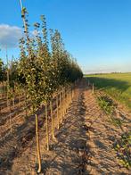 Sierpeer ‘Beech Hill’ 2,5m hoog, Tuin en Terras, Planten | Bomen, Ophalen, Lente, Overige soorten, 250 tot 400 cm