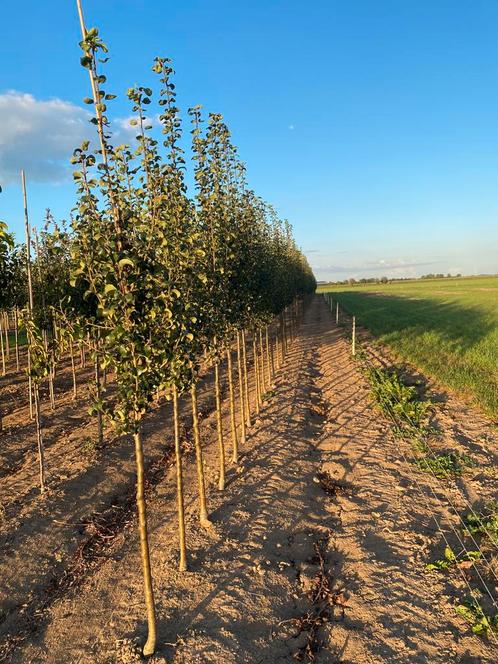 Sierpeer ‘Beech Hill’ 2,5m hoog, Tuin en Terras, Planten | Bomen, Overige soorten, 250 tot 400 cm, Lente, Ophalen