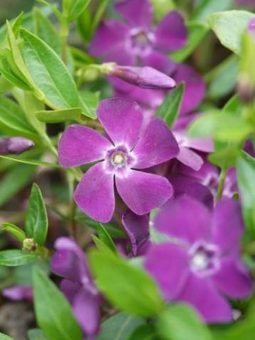 maagdenpalm  Vinca minor 'Atropurpurea beschikbaar voor biedingen