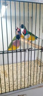 Gouldamadines, Dieren en Toebehoren, Vogels | Overige Vogels, Meerdere dieren, Tropenvogel