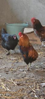 Araucana haan, Mannelijk, Kip