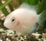 Parrot cichlide Polar White., Dieren en Toebehoren, Vissen | Aquariumvissen, Vis, Zoetwatervis