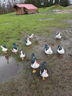 Tekoop eenden, Dieren en Toebehoren, Pluimvee, Mannelijk, Eend