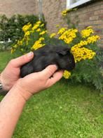 Cavia beertjes, Dieren en Toebehoren, Cavia, Mannelijk, Juli, Tam