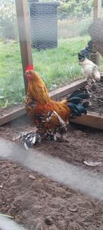 Sabelpootkriel haan met 2 hennen, Dieren en Toebehoren, Pluimvee, Meerdere dieren, Kip