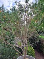 Oleander plant, Volle zon, Vaste plant, Zomer, Ophalen