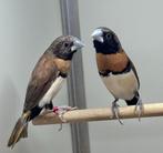 Bruinborst rietvinken wildkleur, Dieren en Toebehoren, Vogels | Overige Vogels, Meerdere dieren