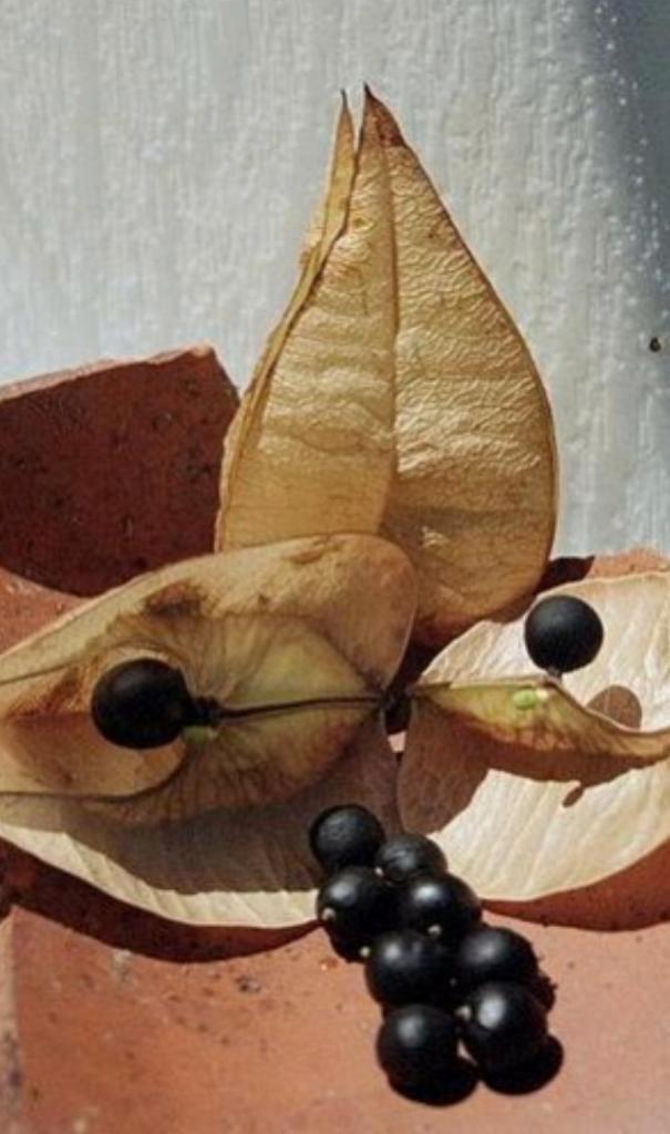 Koelreuteria paniculata zaden, Tuin en Terras, Bloembollen en Zaden, Volle zon, Ophalen of Verzenden