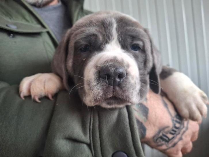 Cane corso pups 5-12 geboren, Dieren en Toebehoren, Honden | Bulldogs, Pinschers en Molossers, Meerdere dieren, Overige rassen