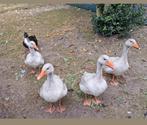 Raszuivere Frankische landgans landganzen kweek 2025 gans, Dieren en Toebehoren, Pluimvee, Meerdere dieren, Gans of Zwaan