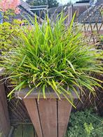 Siergras, volle plant, zonder pot, Ophalen, Volle zon, Vaste plant, Siergrassen
