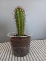Cactus, ruilen, Ophalen, Minder dan 100 cm, Bloeiende kamerplant, Volle zon