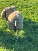 Beste stamboek Texelaar dekram, Dieren en Toebehoren, Schapen, Geiten en Varkens, Mannelijk, Schaap