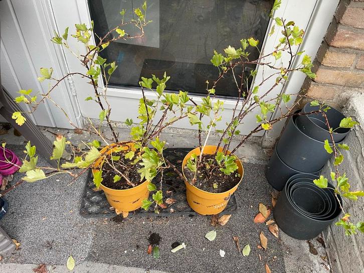 Kruisbessenstruik - Pluk je eigen bessen!, Tuin en Terras, Planten | Tuinplanten, Vaste plant, Fruitplanten, Halfschaduw, Lente