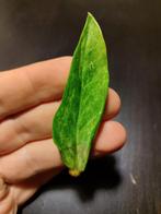 Zamioculcas zamiifolia (ZZ) variegata, Huis en Inrichting, Kamerplanten, Overige soorten, Minder dan 100 cm, Groene kamerplant