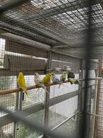 Grasparkieten, Meerdere dieren, Parkiet