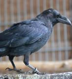 Gezocht: jonge raaf, Meerdere dieren