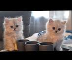 Kittens, 100% Persisch, kleur:Chinchilla/shaded silver., Poes, Ontwormd, 0 tot 2 jaar