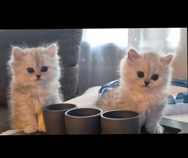 Kittens, 100% Persisch, kleur:Chinchilla/shaded silver., Dieren en Toebehoren, Katten en Kittens | Raskatten | Langhaar, Poes