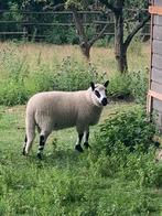 Kerry Hill ram lam, Dieren en Toebehoren, Schapen, Geiten en Varkens, Mannelijk, Schaap