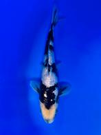 VHQ Tateshita Ginrin Shiro Utsuri 25-30cm Japanse koi, Karper of Koi