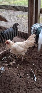 Ajam ketawa  durasi trio., Vrouwelijk, Kip