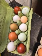 Mix broedei (araucana, maran,groenlegger,leghorn), Dieren en Toebehoren, Pluimvee, Geslacht onbekend, Kip