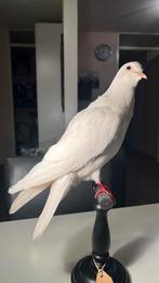 Witte Duif  (Columbidae ) op Houten Sokkel Taxidermy, Ophalen of Verzenden, Zo goed als nieuw, Vogel, Opgezet dier