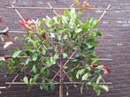 Photinia Camilvy Leiboom - Wintergroen en Bladhoudend., Tuin en Terras, Planten | Bomen, In pot, Leiboom, Ophalen of Verzenden