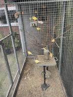 Kanarie s, Meerdere dieren, Kleurkanarie