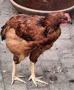 Rhode island red haan aangeboden, Dieren en Toebehoren, Pluimvee, Mannelijk, Kip
