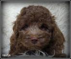 Boompoo pups. Boomer x Poedel, Nederland, Overige rassen, 8 tot 15 weken, CDV (hondenziekte)