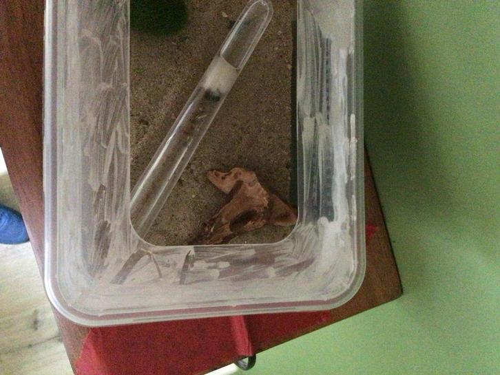 Heb je vragen over messor barbarus? Stel ze hier!!, Dieren en Toebehoren, Insecten en Spinnen, Mieren