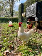 Biologische broedeieren legkippen (isa brown), Geslacht onbekend, Kip