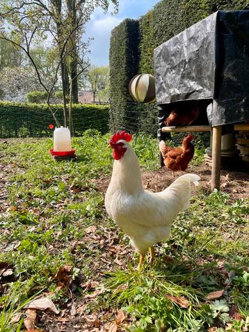 Biologische broedeieren legkippen (isa brown) beschikbaar voor biedingen