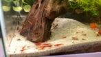 Mooie rode zoetwater garnalen te koop, Dieren en Toebehoren, Vissen | Aquariumvissen, Kreeft, Krab of Garnaal