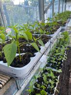 Turks peperplanten tatlı biber fidannı biologisch moestuin, Volle zon, Groenteplanten, Eenjarig, Ophalen of Verzenden