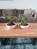 2x Ficus Ginseng, Ficus, Halfschaduw, Ophalen