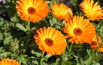 Zaden Calendula (Goudsbloem), Ophalen of Verzenden, Voorjaar, Volle zon, Zaad