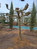dakplatanen, Tuin en Terras, Ophalen, Bloeit niet, Halfschaduw, 100 tot 250 cm