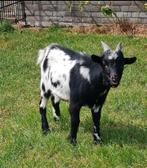Mooie gevlekte bok, Dieren en Toebehoren, Schapen, Geiten en Varkens, Mannelijk, Geit