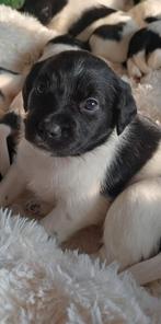 Prachtige lieve Friese stabij pups, 8 tot 15 weken, Meerdere, Meerdere dieren, Middel