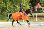 Topbrave allrounder 13 Jr d pony, Dieren en Toebehoren, Pony's, Z, Gechipt, Ruin, 11 jaar of ouder