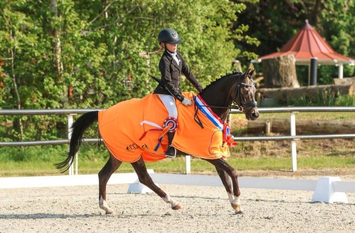 Topbrave allrounder 13 Jr d pony, Dieren en Toebehoren, Pony's, Ruin, Z, D pony (1.37m tot 1.48m), 11 jaar of ouder, Met stamboom
