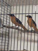 Koppel Sneeuwkruin tapuiten, Dieren en Toebehoren